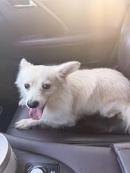 Found/Stray Male Dog last seen Glenmore, Pasadena, TX 77503