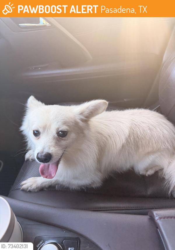 Found/Stray Male Dog last seen Glenmore, Pasadena, TX 77503