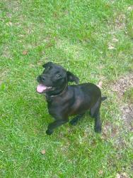 Found/Stray Female Dog last seen County Road 234 and SE 180th Place Micanopy, FL, Micanopy, FL 32667