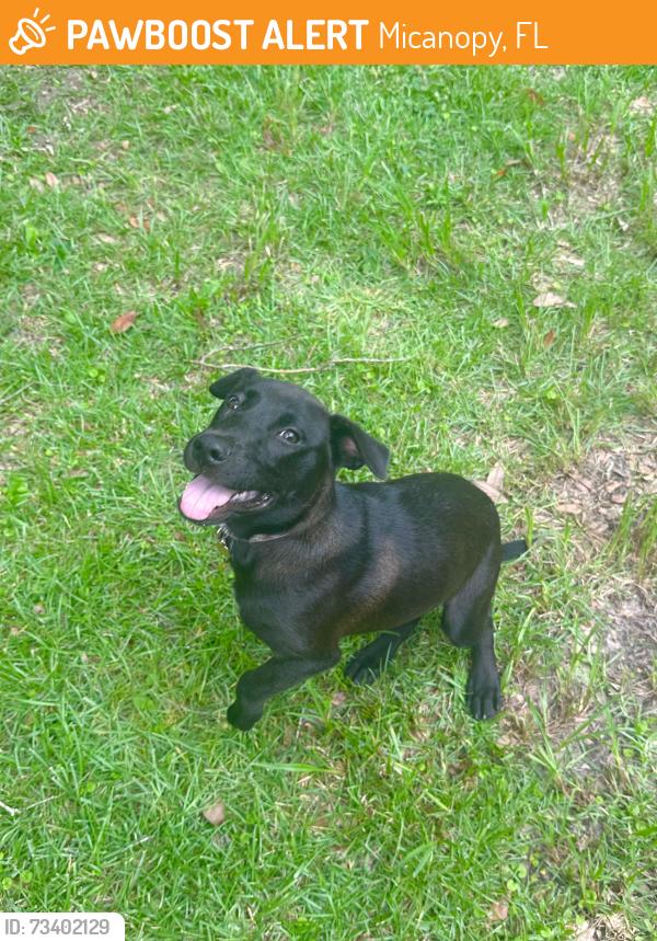 Found/Stray Female Dog last seen County Road 234 and SE 180th Place Micanopy, FL, Micanopy, FL 32667