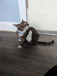 Found/Stray Male Cat last seen Burton and division, Grand Rapids, MI 49507