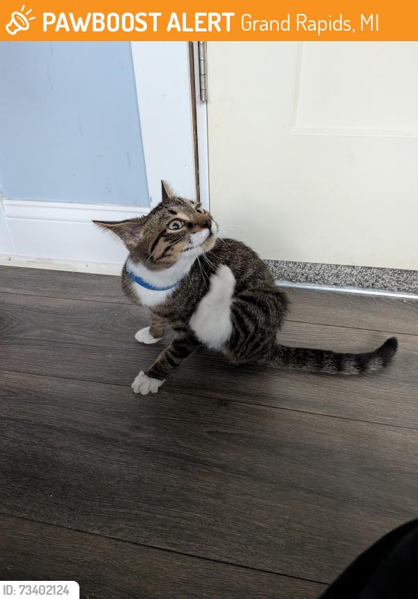 Found/Stray Male Cat last seen Burton and division, Grand Rapids, MI 49507