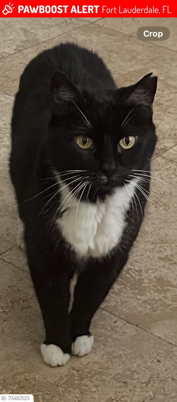 Lost Female Cat last seen Extra Space Storage, Fort Lauderdale, FL 33304