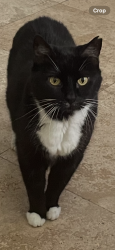 Lost Female Cat last seen Extra Space Storage, Fort Lauderdale, FL 33304