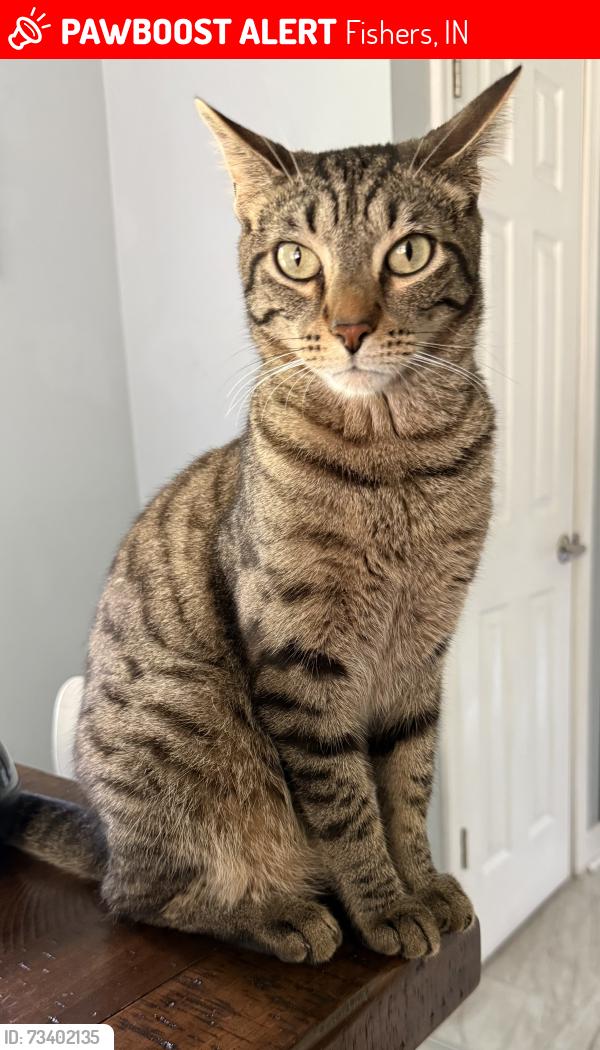 Lost Male Cat last seen 116th street abd Fishers Pointe Blvd, Fishers, IN 46038