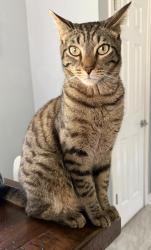 Lost Male Cat last seen 116th street abd Fishers Pointe Blvd, Fishers, IN 46038
