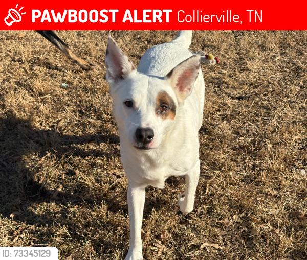 Lost Female Dog last seen N. Main Street and E. White Rd, Collierville, TN 38017