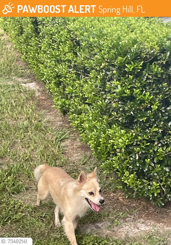 Found/Stray Male Dog last seen Bishop and Spring Hill Dr, Spring Hill, FL 34608