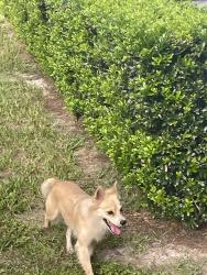 Found/Stray Male Dog last seen Bishop and Spring Hill Dr, Spring Hill, FL 34608