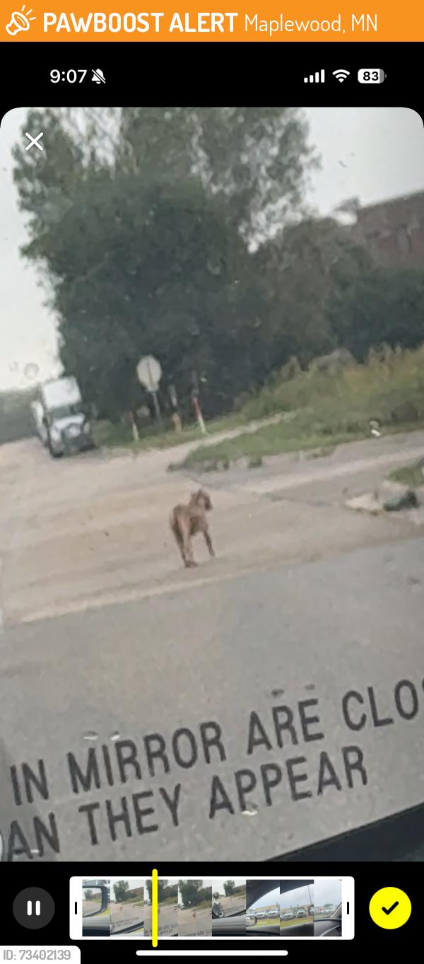 Found/Stray Unknown Dog last seen On the road outside mn department of transportation, Maplewood, MN 55109