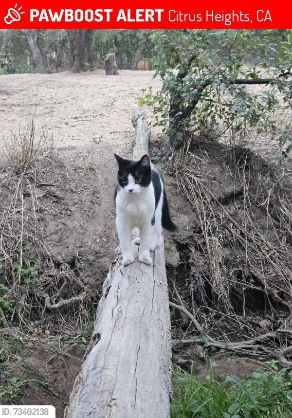 Lost Female Cat last seen Canyon Oak Drive, Citrus Heights, CA 95610
