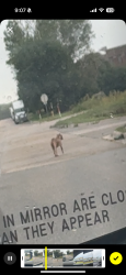 Found/Stray Unknown Dog last seen On the road outside mn department of transportation, Maplewood, MN 55109