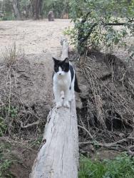 Lost Female Cat last seen Canyon Oak Drive, Citrus Heights, CA 95610