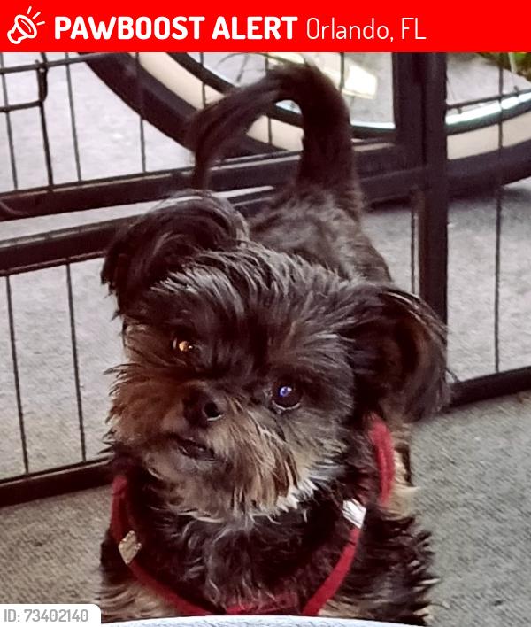Lost Male Dog last seen Merryweather Rampart, Orlando, FL 32812