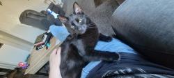 Lost Male Cat last seen Near Claremont Elementary, Claremont, NC 28610
