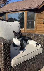 Lost Male Cat last seen Lower Dardenne Farms Dr, Cottleville, MO 63304