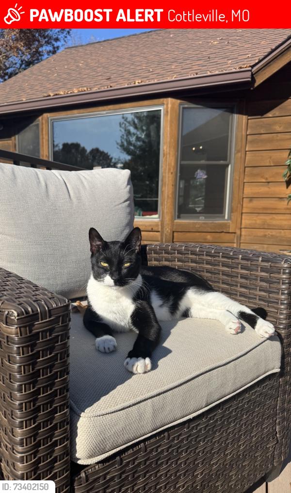Lost Male Cat last seen Lower Dardenne Farms Dr, Cottleville, MO 63304