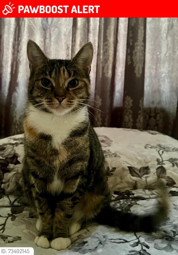 Lost Female Cat last seen Camberwell, Greater London, England SE5 0EN