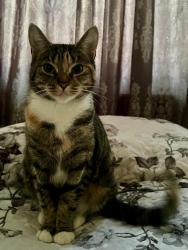 Lost Female Cat last seen Camberwell, Greater London, England SE5 0EN