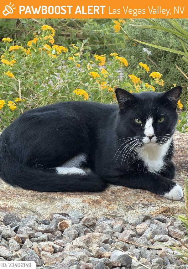 Found/Stray Unknown Cat last seen West Ann road and Grand Canyon, Las Vegas Valley, NV 89149
