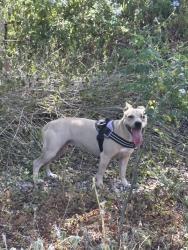 Found/Stray Female Dog last seen Cesar Chavez and Shady Lane, Austin, TX 78702