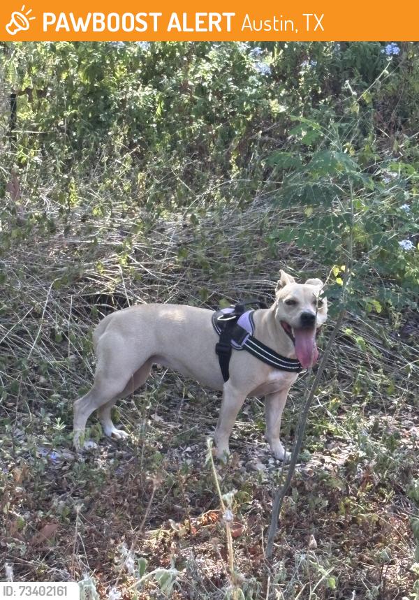 Found/Stray Female Dog last seen Cesar Chavez and Shady Lane, Austin, TX 78702