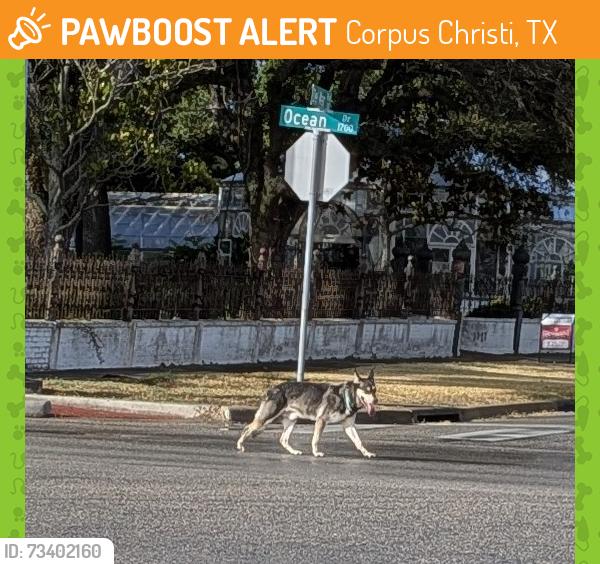 Found/Stray Unknown Dog last seen Ayers, Corpus Christi, TX 78404