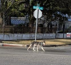 Found/Stray Unknown Dog last seen Ayers, Corpus Christi, TX 78404