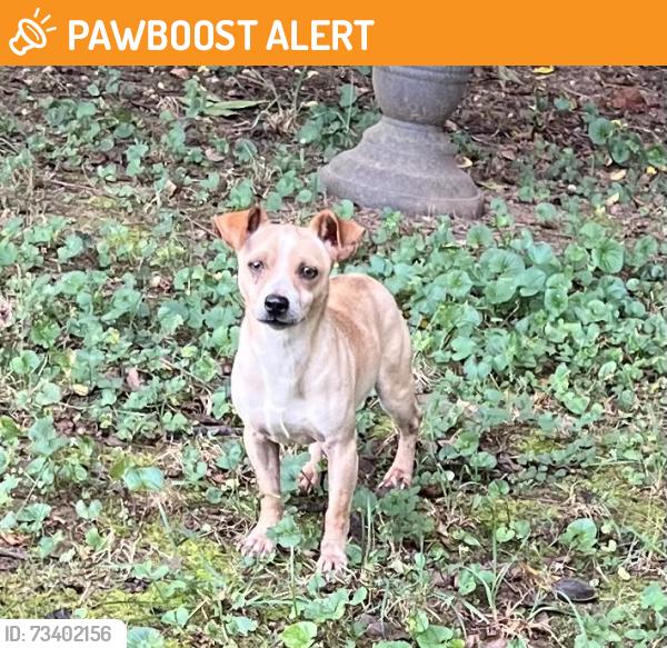 Found/Stray Male Dog last seen Rutherford College town hall, Connelly Springs, NC 28612
