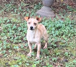 Found/Stray Male Dog last seen Rutherford College town hall, Connelly Springs, NC 28612