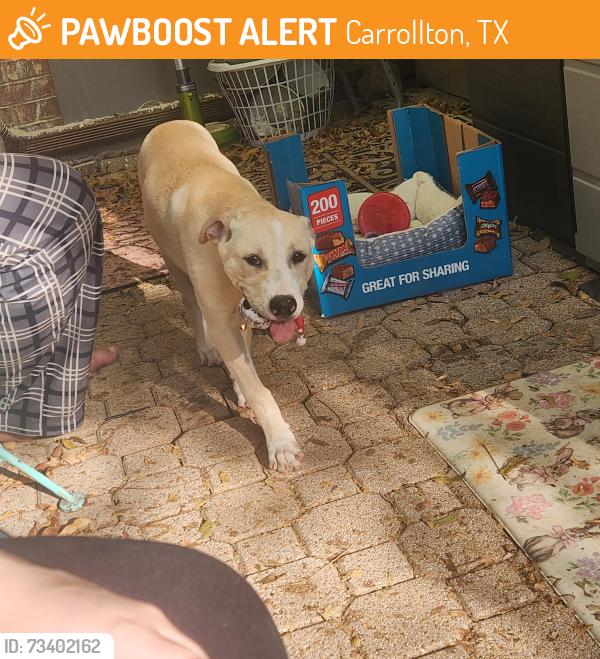 Found/Stray Male Dog last seen Luallen Peter's colony, Carrollton, TX 75007