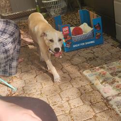 Found/Stray Male Dog last seen Luallen Peter's colony, Carrollton, TX 75007
