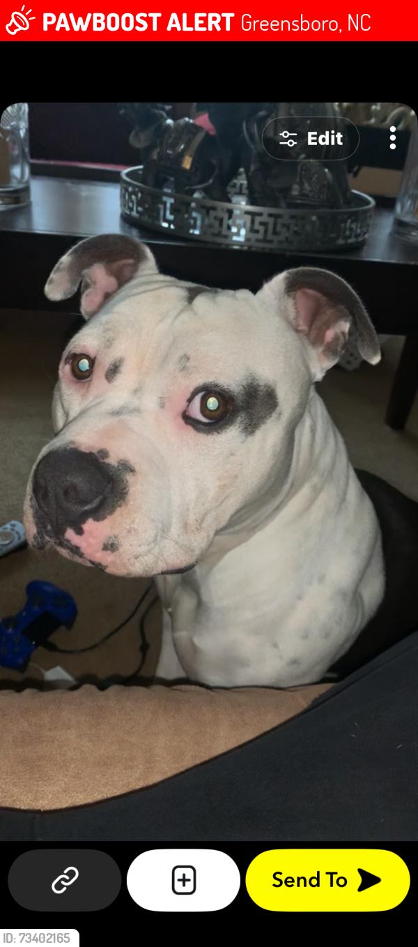 Lost Male Dog last seen Near willow rd store, Greensboro, NC 27401