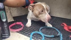 Shelter Stray Female Dog last seen Near BLOCK FARNSWORTH ST, DETROIT, MI 48202, 7401 Chrysler Dr, Detroit, MI 48211, USA