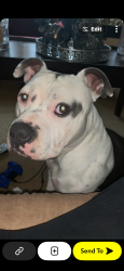 Lost Male Dog last seen Near willow rd store, Greensboro, NC 27401