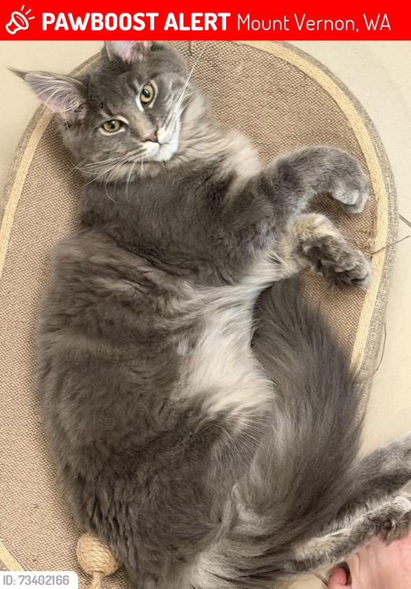 Lost Male Cat last seen Hoag Rd, Mount Vernon, WA 98273