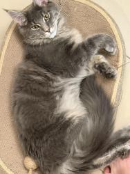 Lost Male Cat last seen Hoag Rd, Mount Vernon, WA 98273