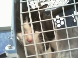 Shelter Stray Male Cat last seen CHARLOTTE, 8315 Byrum Dr, Charlotte, NC 28217, USA