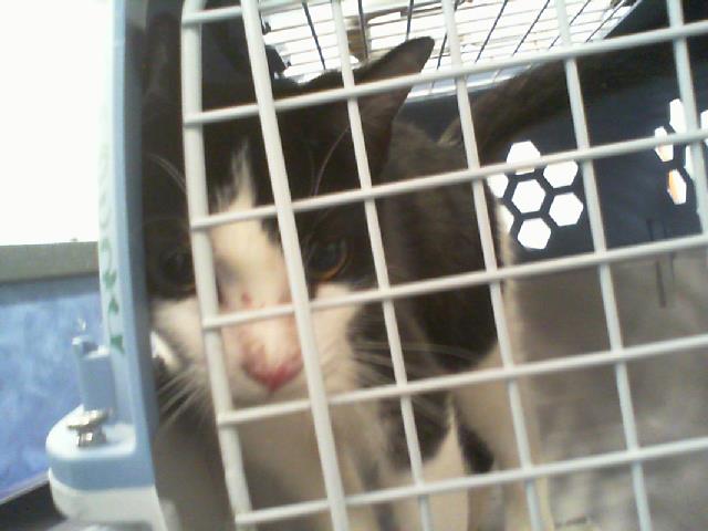 Shelter Stray Male Cat last seen CHARLOTTE, 8315 Byrum Dr, Charlotte, NC 28217, USA