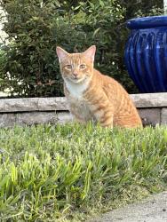 Found/Stray Unknown Dog last seen Largo Drive and Bay Ave, Poinciana, FL 34759