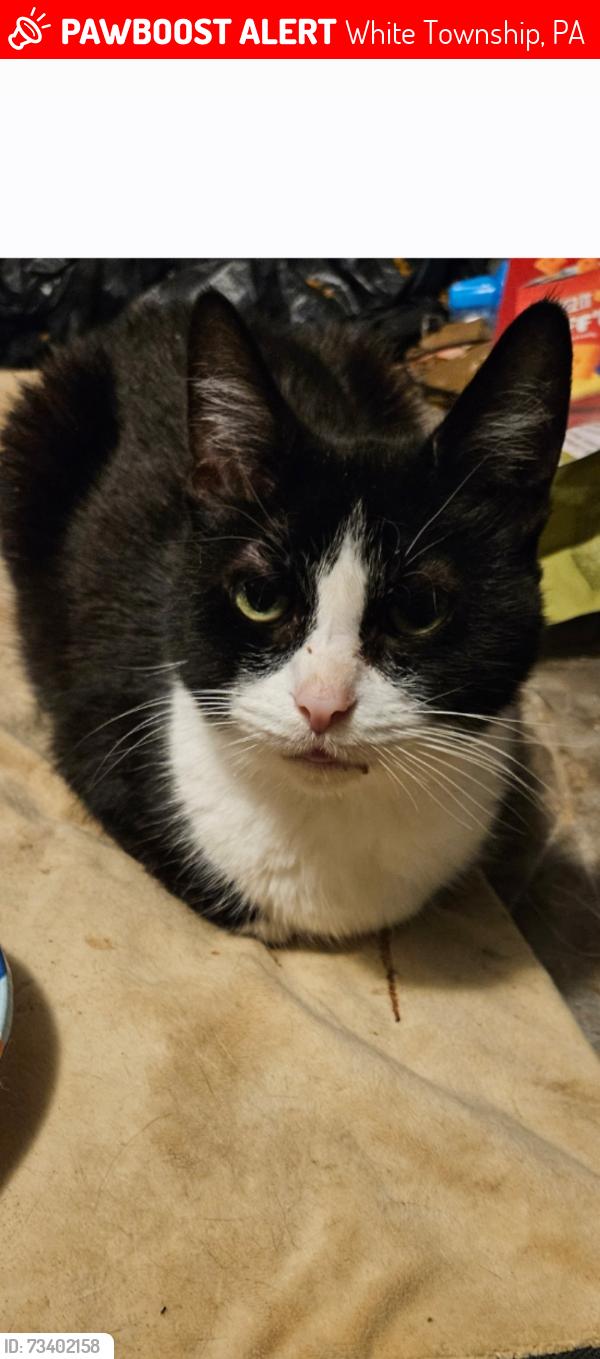 Lost Female Cat last seen Warren Road Indiana PA, White Township, PA 15701