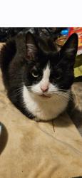 Lost Female Cat last seen Warren Road Indiana PA, White Township, PA 15701