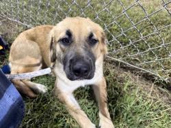 Reunited Female Dog last seen McCauley, Fredericksburg, VA 22405