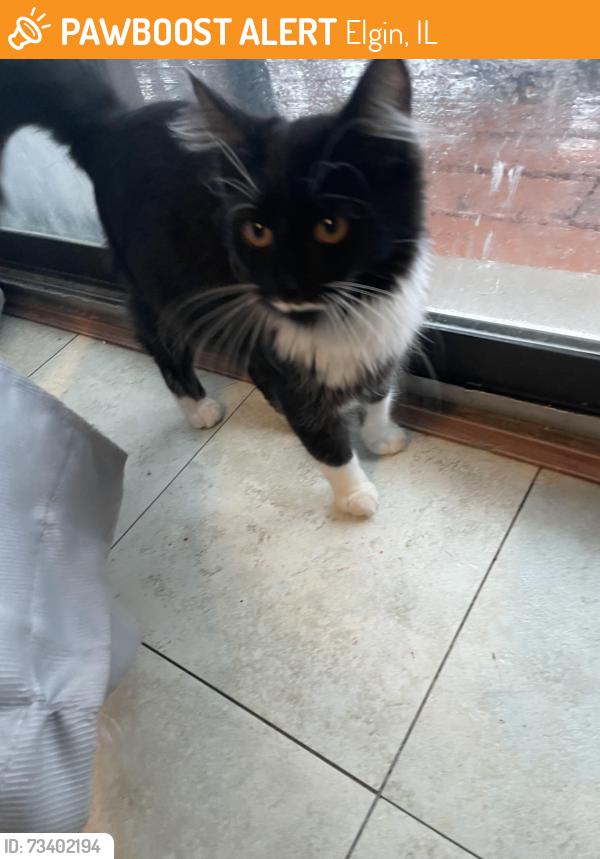 Found/Stray Female Cat last seen Near Abbott Dr, Elgin, IL 60123