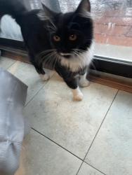 Found/Stray Female Cat last seen Near Abbott Dr, Elgin, IL 60123