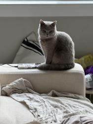 Lost Female Cat last seen Francis rd and hoag rd, Mount Vernon, WA 98273