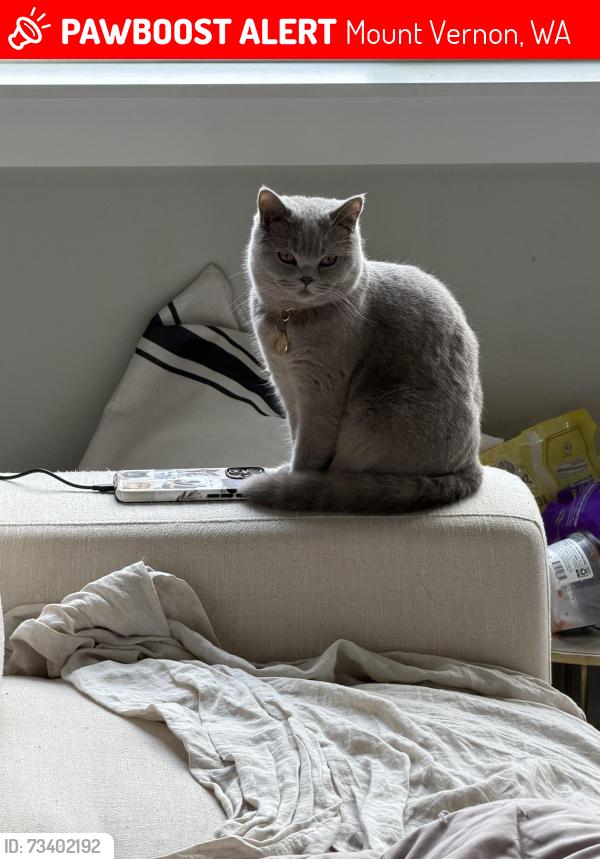 Lost Female Cat last seen Francis rd and hoag rd, Mount Vernon, WA 98273