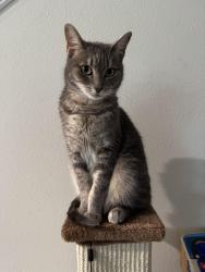Lost Female Cat last seen Curry Rd., Venice, FL 34292
