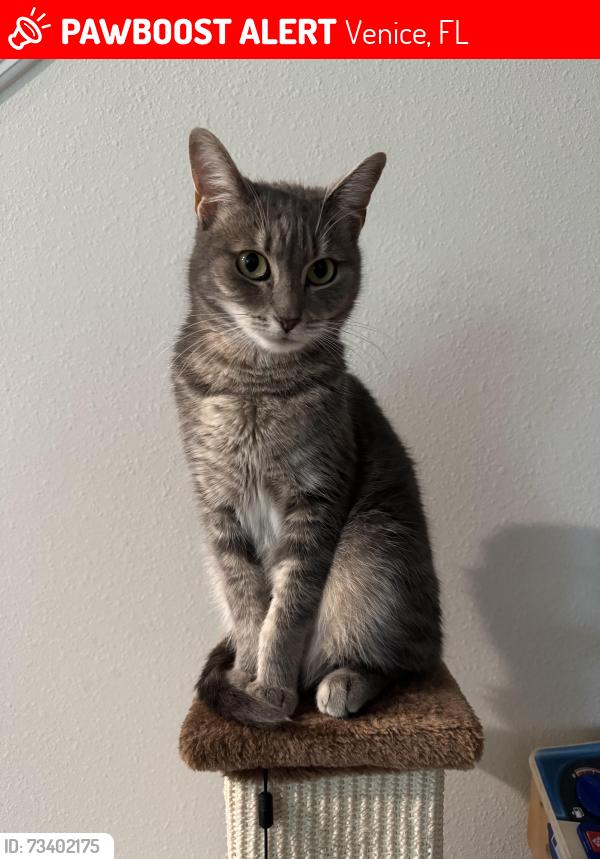 Lost Female Cat last seen Curry Rd., Venice, FL 34292