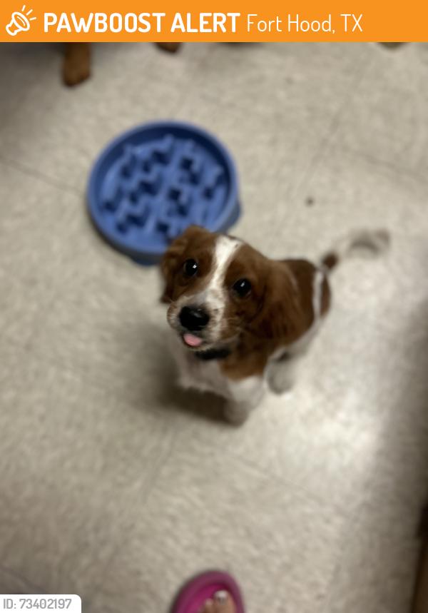 Found/Stray Male Dog last seen Large st, fort hood, tx, Fort Hood, TX 76544